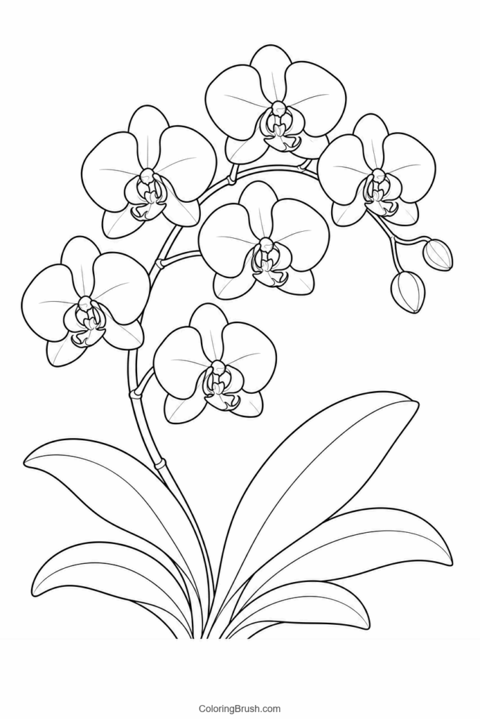 Phalaenopsis Orchid Branch printable orchid coloring page
