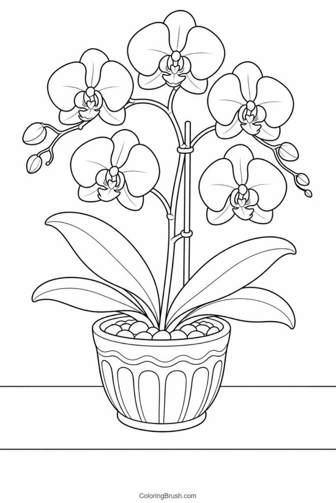 Potted Orchid printable orchid coloring page